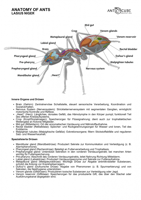 Poster - Anatomy of Ants - Lasius niger - 50x70